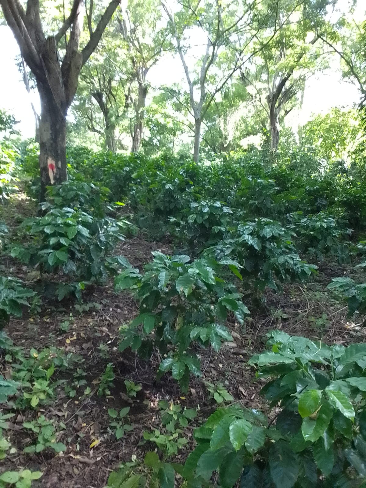 Coffee farm scene