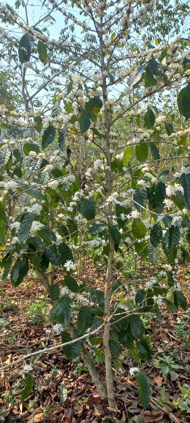 Coffee farm scene