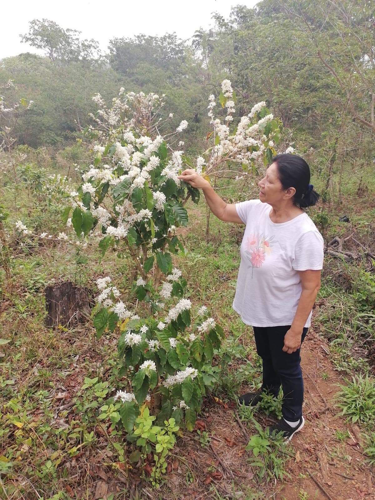 Coffee farm scene