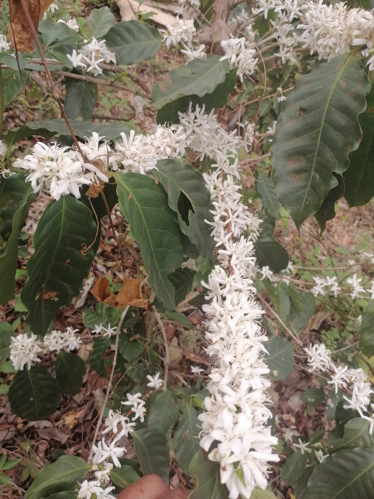 Coffee farm scene