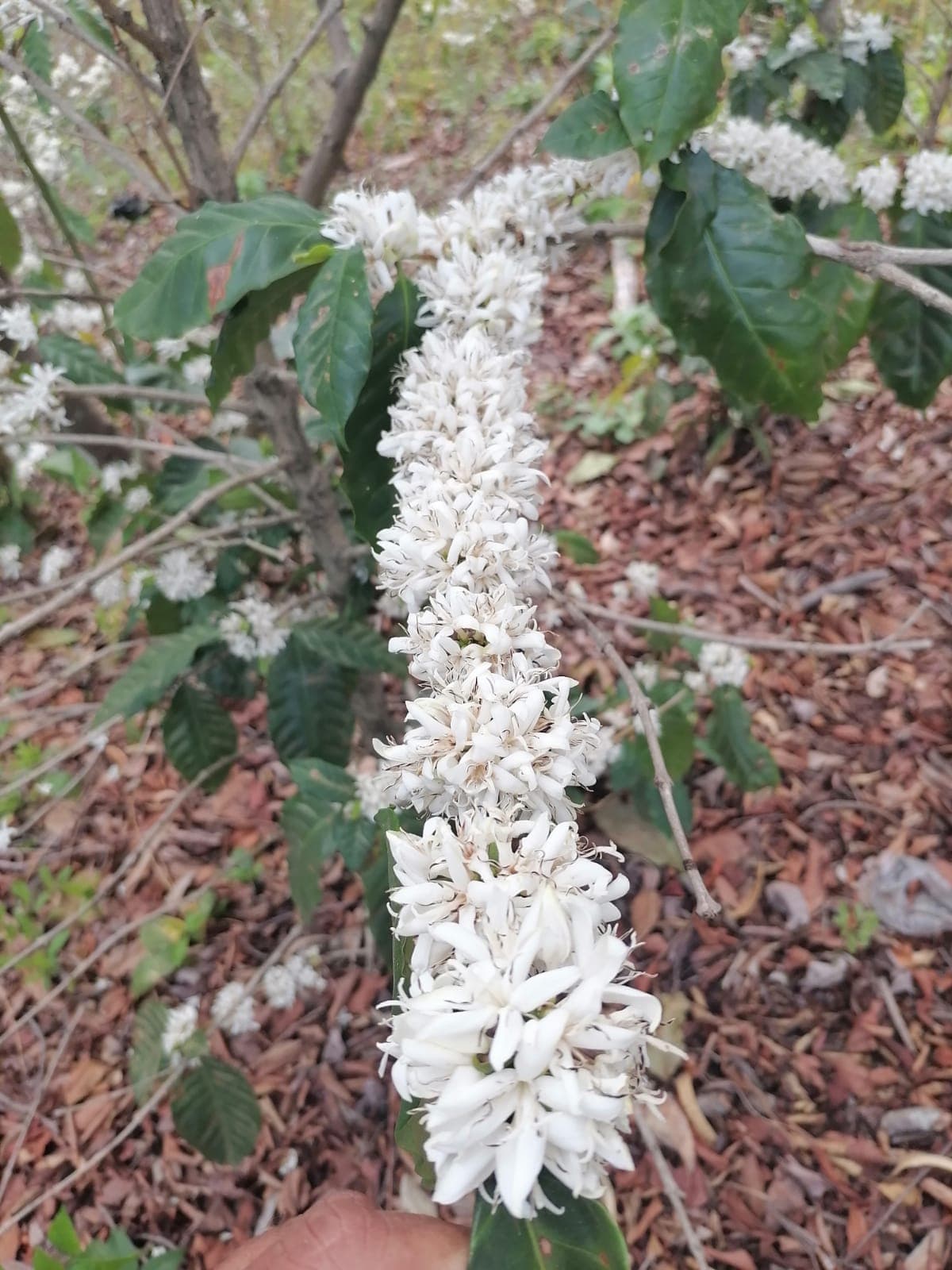 Coffee farm scene