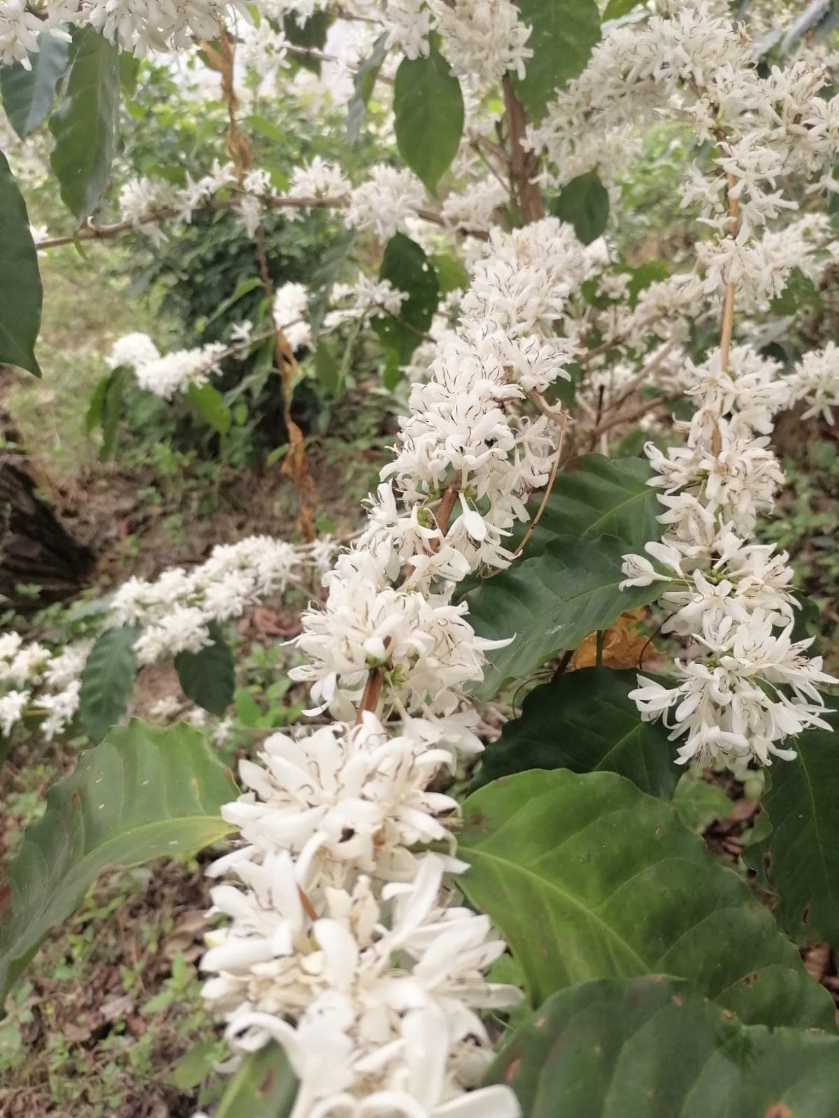 Coffee farm scene