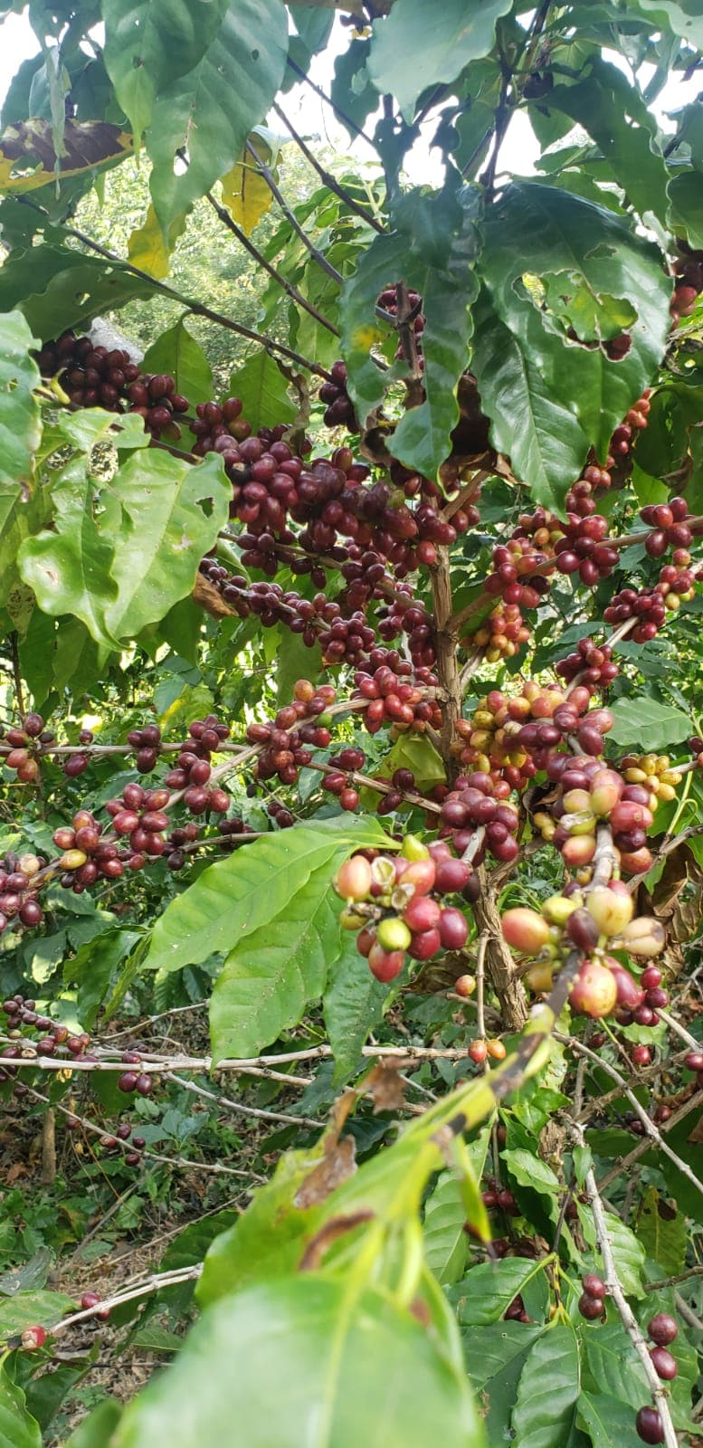 Coffee farm scene