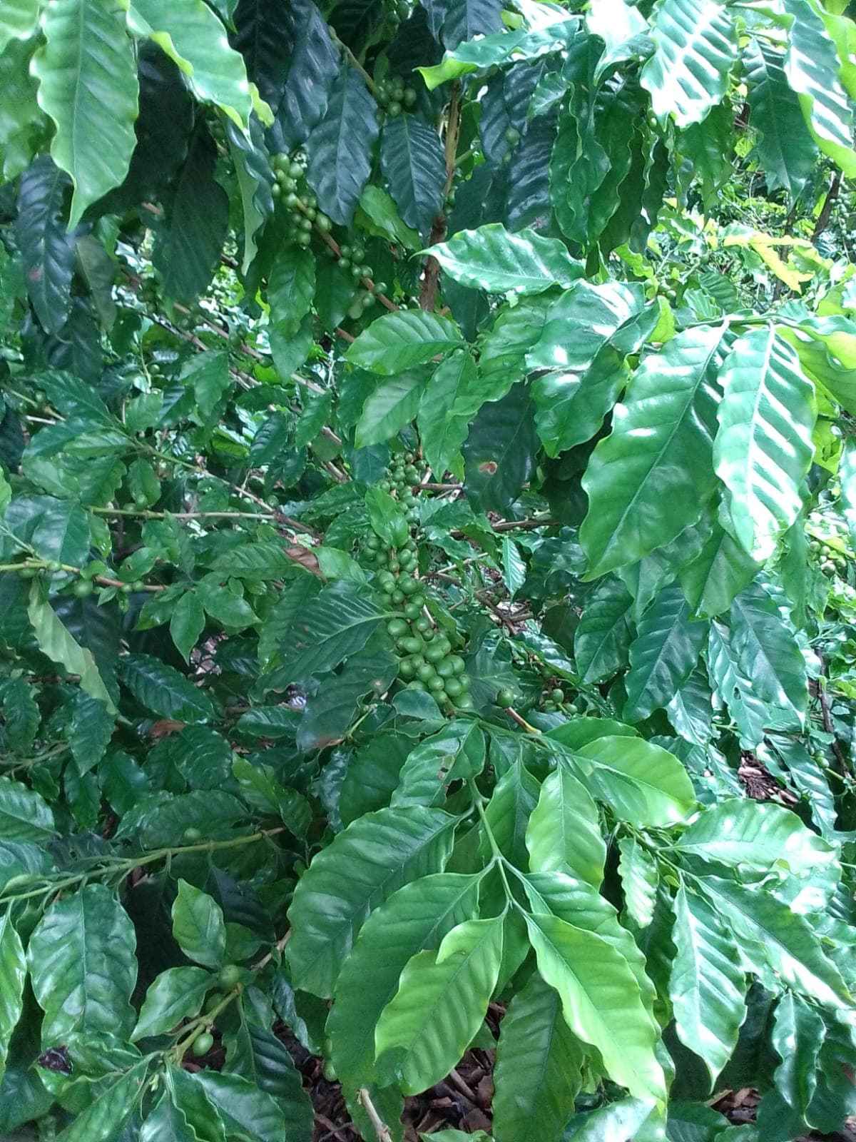 Coffee farm scene