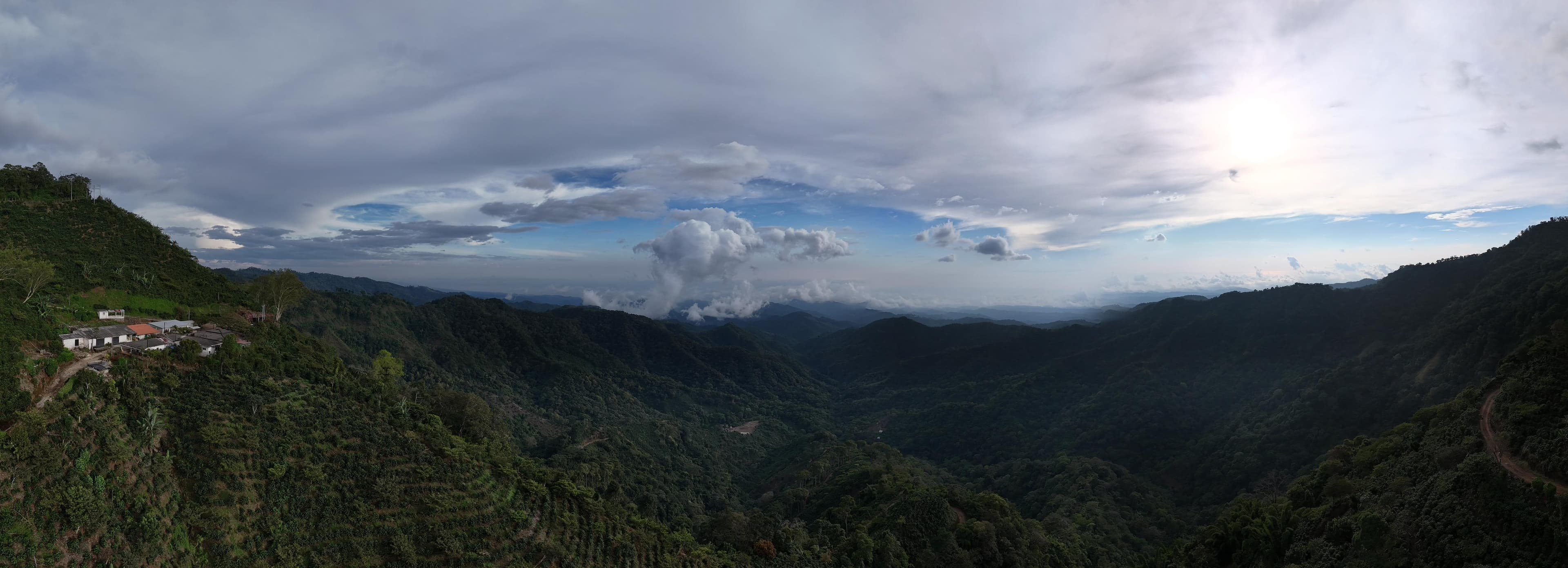 Coffee farm scene