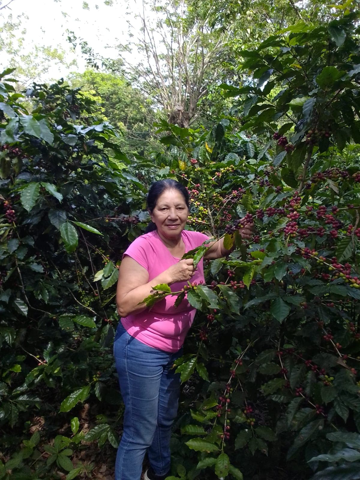 Coffee farm scene