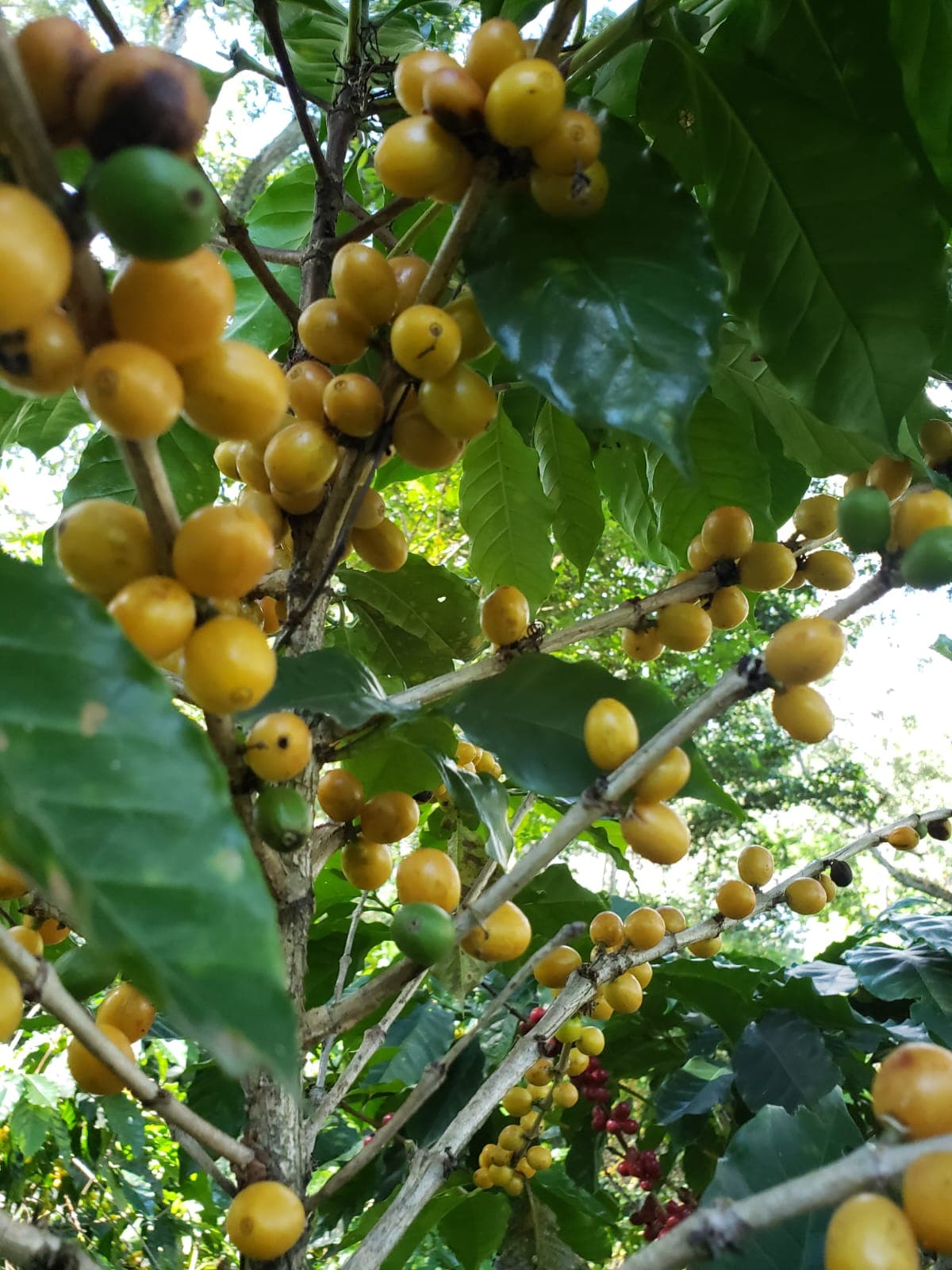 Coffee farm scene